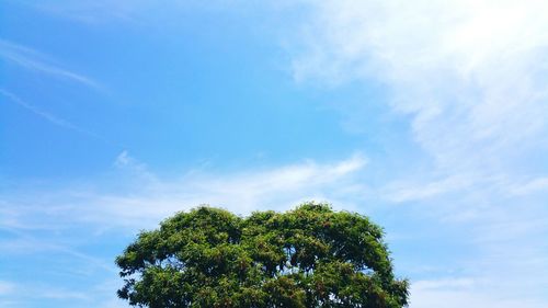 Low angle view of tree against sky