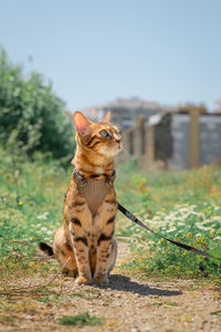 Portrait of a bengal cat on the background of nature and houses. vertical shot.