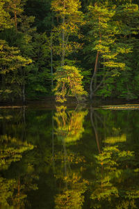 Scenic view of lake by trees in forest