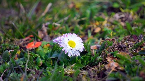 Close-up of purple flowering plants on field