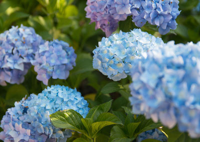 Close-up of purple hydrangea flowers