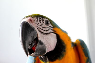 Close-up of a parrot