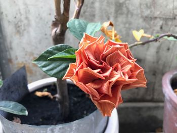 Close-up of rose blooming outdoors