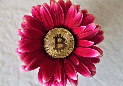 Close-up of pink flower on table