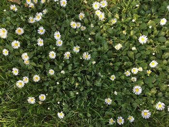 Full frame shot of white daisy flowers in field