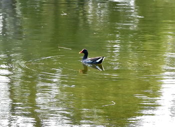 Duck swimming in lake
