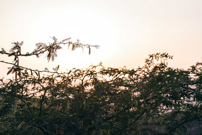 Low angle view of plants against clear sky