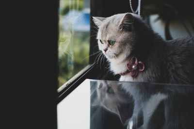Cute cat sitting by the window