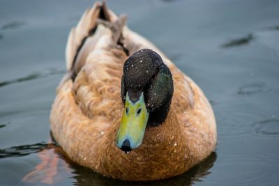 Close-up of duck swimming in lake