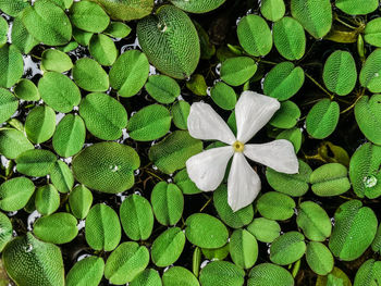 Full frame shot of white flowering plants