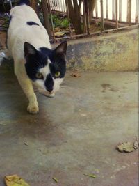 Portrait of cat