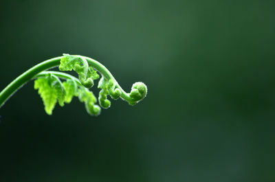 Close-up of plant