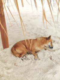 High angle view of a dog on snow