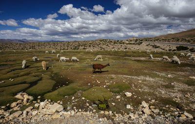 Cows grazing on field against sky