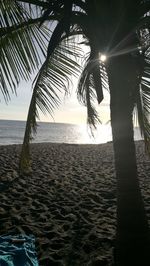 Close-up of palm tree at beach during sunset