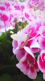 Close-up of pink flowers