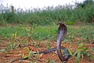 View of a bird on field