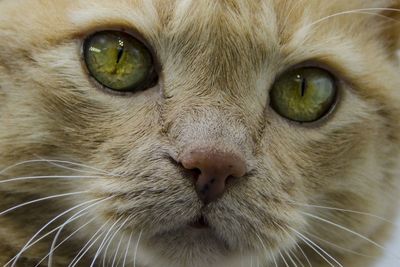 Close-up portrait of cat