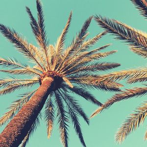 Low angle view of palm tree against clear blue sky