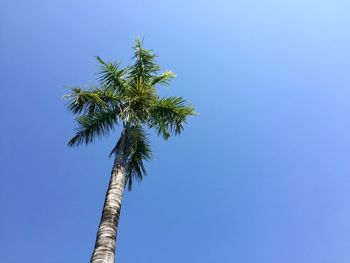 Low angle view of coconut palm tree against clear blue sky