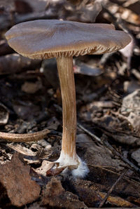 mushroom