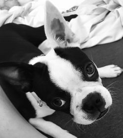 Portrait of dog relaxing on bed at home