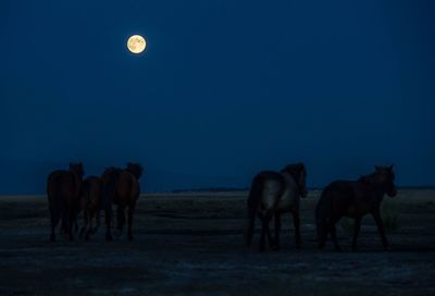 Horses on field against clear sky at night