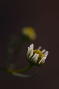 Close-up of yellow flower over black background