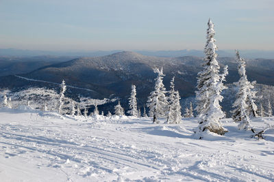 A view on the winter forest and skiing track near to the mountains. sheregesh, russia.