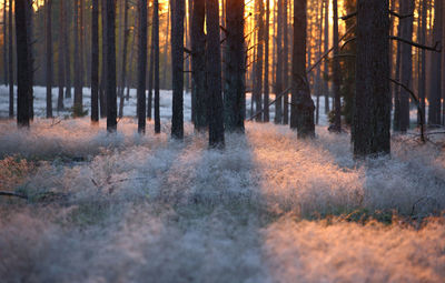 Panoramic view of pine trees in frozen forest