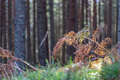 Close-up of lizard on tree trunk in forest