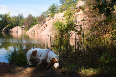 Dog in a field