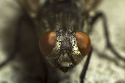 Close-up of snail