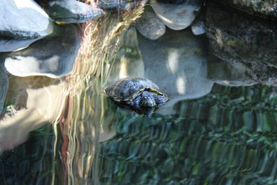 Close-up of turtle swimming in lake