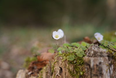 Close-up of white flowering plant