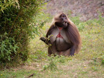 Monkey sitting on field