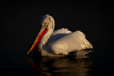 Close-up of pelican against black background