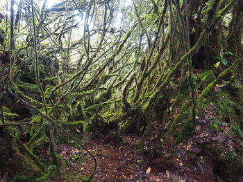 Trees growing in forest