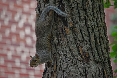 Close-up of squirrel on tree trunk