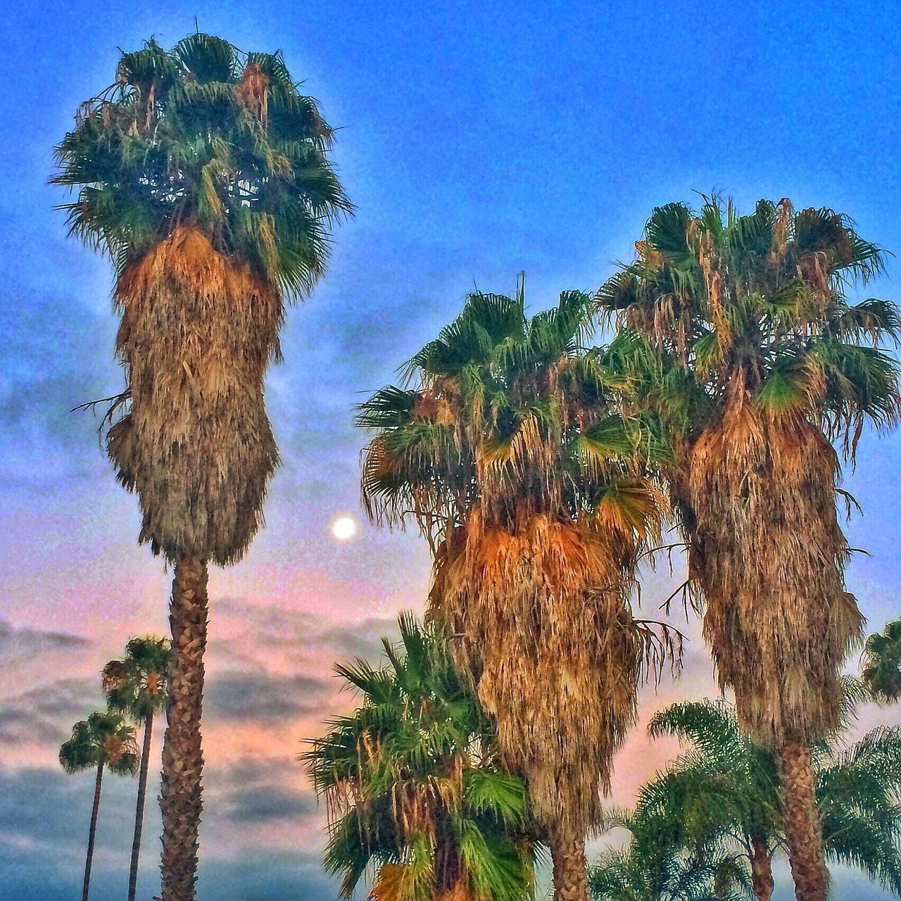 tree, low angle view, tranquility, blue, sky, palm tree, tranquil scene, growth, scenics, nature, beauty in nature, tree trunk, clear sky, idyllic, silhouette, outdoors, branch, no people, day, cloud