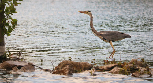 Side view of a bird on beach