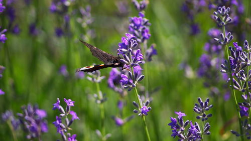 Close-up of butterfly pollinating on purple flowering plant