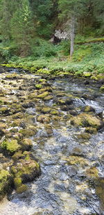 Stream flowing through rocks in forest