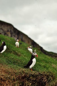 Birds perching on field against sky