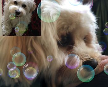 Close-up of dog with toy