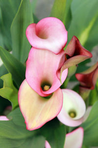 Close-up of pink flowers