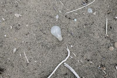 Close-up of messy ground