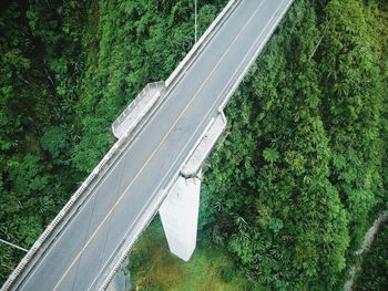 Road by trees