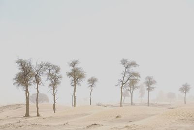 Trees on field against clear sky