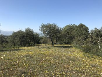 Trees on field against clear sky